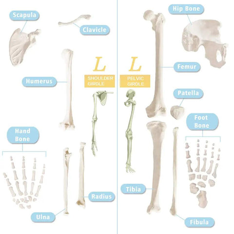 Detailed view of bones from Full Size 67 Inch Anatomy Skeleton Model With 3 Posters, showing limb and torso bones for medical study.