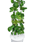 Self Watering Hydroponic Tower For Home Gardens, Vertical Planter System Kit With 24 Net Pots, Food Grade Construction, 360 Degree All Around Walls