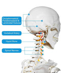 Life Size Skeleton Model With Nervous System For Med Students, 70.8 Inch Human Skeleton, side skull view with vertebral details