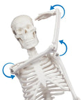 17.7 Inch Hands On Human Skeleton Model For Anatomy With Movable Shoulders Elbows Wrists Knees Ankles Articulated Bone Structure