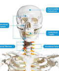 Life Size Skeleton Model With Nervous System For Med Students, 70.8 Inch Human Skeleton, skull detail with labels