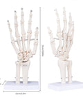 Life Size Skeleton Hand Model With Fully Articulated Fingers For Hands On Medical Training And Anatomy Education
