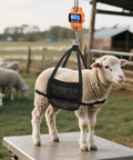 Rock Solid Heavy Duty Digital Hanging Scale Premium Aluminum Crane Gauge 660 Lb Capacity showing sheep being weighed outdoors.