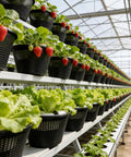 Rugged Hydroponic Net Cups And Heavy Duty Plant Holders For Indoor And Outdoor Gardens with strawberries in mesh pots