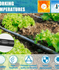 1000Ft Five Eighth Inch Drip Tape With 6 Inch Spacing And 8 Mil Thick Irrigation Hose in garden with lettuce plants