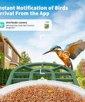 Solar Powered AI Bird Feeder With Camera, 2K HD Live Stream, Instant Arrival Alerts, Identifies 10,000 Bird Species in garden