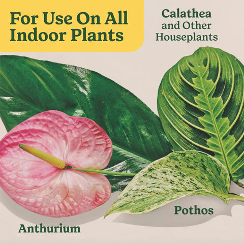 Close-up of Anthurium and Pothos leaves, labeled for use with Straight Fire Liquid Plant Food For Indoor Houseplants And Potted Greens With Fast Absorbing Nutrients To Give Your Greenery A Dope Boost And Build Rock Solid Roots For Zero Sweat Care 8 Fl Oz Two Pack.