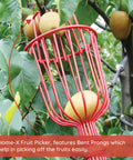 Fruit Picker Basket With Adjustable Knob For Juicy Apples From Trees in use, picking apples from a tree using red prongs.