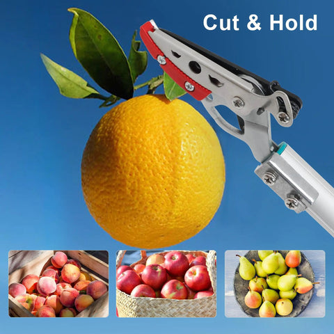 Cut And Hold Pole Pruner With 4 Point 2 Foot Reach prunes an orange, SK5 steel blade shown cutting fruit.