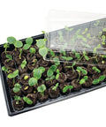 Easy Start All In One Seed Starting Greenhouse Tray Kit With 72 36mm Peat Pellets And Bonus SUPERthrive Sample Plus Plant Markers 2 Pack For A Total Of 144 Pellets Included showing seedlings.