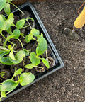Easy Start All In One Seed Starting Greenhouse Tray Kit With 72 36mm Peat Pellets And Bonus SUPERthrive Sample Plus Plant Markers 2 Pack For A Total Of 144 Pellets Included with sprouting seedlings next to a hand trowel in soil